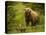 USA, Alaska, Female grizzly bear and cub-George Theodore-Stretched Canvas