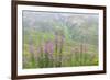 USA, Alaska. Fireweed and Upper Willow Creek.-Jaynes Gallery-Framed Photographic Print