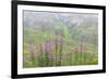 USA, Alaska. Fireweed and Upper Willow Creek.-Jaynes Gallery-Framed Photographic Print