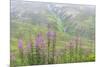 USA, Alaska. Fireweed and Upper Willow Creek.-Jaynes Gallery-Mounted Photographic Print