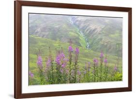 USA, Alaska. Fireweed and Upper Willow Creek.-Jaynes Gallery-Framed Premium Photographic Print