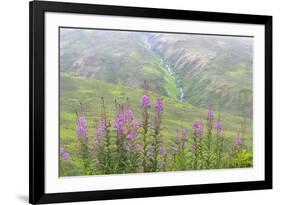 USA, Alaska. Fireweed and Upper Willow Creek.-Jaynes Gallery-Framed Premium Photographic Print