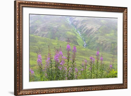 USA, Alaska. Fireweed and Upper Willow Creek.-Jaynes Gallery-Framed Premium Photographic Print