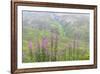 USA, Alaska. Fireweed and Upper Willow Creek.-Jaynes Gallery-Framed Premium Photographic Print