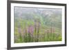 USA, Alaska. Fireweed and Upper Willow Creek.-Jaynes Gallery-Framed Premium Photographic Print