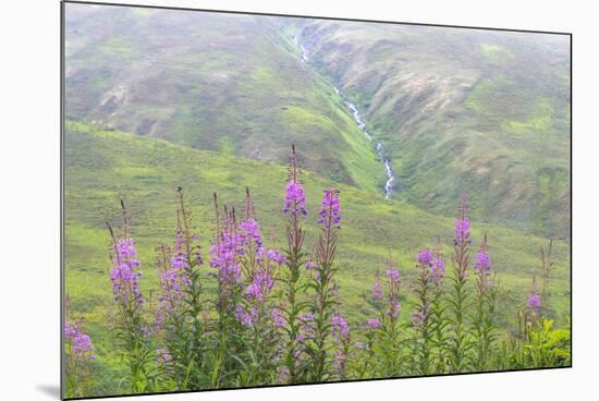 USA, Alaska. Fireweed and Upper Willow Creek.-Jaynes Gallery-Mounted Premium Photographic Print