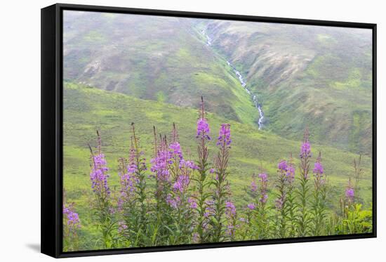 USA, Alaska. Fireweed and Upper Willow Creek.-Jaynes Gallery-Framed Stretched Canvas