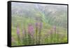 USA, Alaska. Fireweed and Upper Willow Creek.-Jaynes Gallery-Framed Stretched Canvas