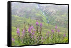 USA, Alaska. Fireweed and Upper Willow Creek.-Jaynes Gallery-Framed Stretched Canvas