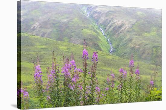 USA, Alaska. Fireweed and Upper Willow Creek.-Jaynes Gallery-Stretched Canvas