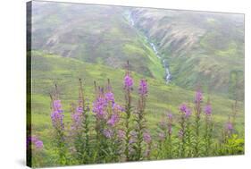 USA, Alaska. Fireweed and Upper Willow Creek.-Jaynes Gallery-Stretched Canvas