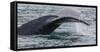 USA, Alaska. Fluke of Diving Humpback Whale-Jaynes Gallery-Framed Stretched Canvas