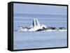 USA, Alaska, Freshwater Bay. Humpback whales bubble net feeding.-Don Paulson-Framed Stretched Canvas