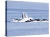 USA, Alaska, Freshwater Bay. Humpback whales bubble net feeding.-Don Paulson-Stretched Canvas