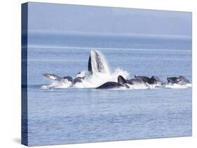 USA, Alaska, Freshwater Bay. Humpback whales bubble net feeding.-Don Paulson-Stretched Canvas