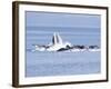 USA, Alaska, Freshwater Bay. Humpback whales bubble net feeding.-Don Paulson-Framed Photographic Print