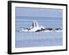 USA, Alaska, Freshwater Bay. Humpback whales bubble net feeding.-Don Paulson-Framed Photographic Print