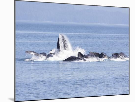 USA, Alaska, Freshwater Bay. Humpback whales bubble net feeding.-Don Paulson-Mounted Photographic Print