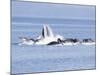 USA, Alaska, Freshwater Bay. Humpback whales bubble net feeding.-Don Paulson-Mounted Photographic Print