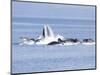 USA, Alaska, Freshwater Bay. Humpback whales bubble net feeding.-Don Paulson-Mounted Photographic Print