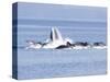 USA, Alaska, Freshwater Bay. Humpback whales bubble net feeding.-Don Paulson-Stretched Canvas