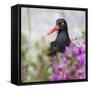 USA, Alaska, Glacier Bay Black Oyster Catcher Bird and Flowers-Jaynes Gallery-Framed Stretched Canvas