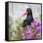 USA, Alaska, Glacier Bay Black Oyster Catcher Bird and Flowers-Jaynes Gallery-Framed Stretched Canvas