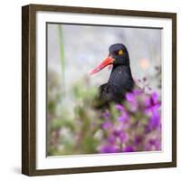 USA, Alaska, Glacier Bay Black Oyster Catcher Bird and Flowers-Jaynes Gallery-Framed Photographic Print