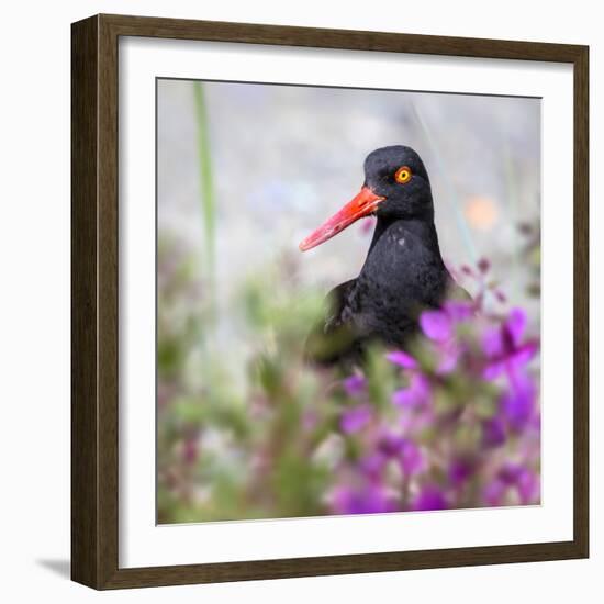 USA, Alaska, Glacier Bay Black Oyster Catcher Bird and Flowers-Jaynes Gallery-Framed Photographic Print