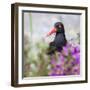 USA, Alaska, Glacier Bay Black Oyster Catcher Bird and Flowers-Jaynes Gallery-Framed Photographic Print