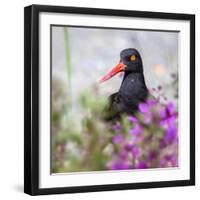 USA, Alaska, Glacier Bay Black Oyster Catcher Bird and Flowers-Jaynes Gallery-Framed Photographic Print