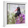 USA, Alaska, Glacier Bay Black Oyster Catcher Bird and Flowers-Jaynes Gallery-Framed Photographic Print