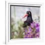 USA, Alaska, Glacier Bay Black Oyster Catcher Bird and Flowers-Jaynes Gallery-Framed Photographic Print