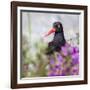 USA, Alaska, Glacier Bay Black Oyster Catcher Bird and Flowers-Jaynes Gallery-Framed Photographic Print