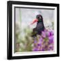 USA, Alaska, Glacier Bay Black Oyster Catcher Bird and Flowers-Jaynes Gallery-Framed Photographic Print