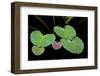 USA, Alaska, Glacier Bay Leaves of Yellow Pond Lily in Dundas Bay-Jaynes Gallery-Framed Photographic Print