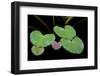 USA, Alaska, Glacier Bay Leaves of Yellow Pond Lily in Dundas Bay-Jaynes Gallery-Framed Photographic Print