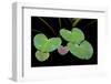 USA, Alaska, Glacier Bay Leaves of Yellow Pond Lily in Dundas Bay-Jaynes Gallery-Framed Photographic Print