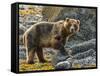 USA, Alaska, Glacier Bay National Park. Brown Bear on Beach-Jaynes Gallery-Framed Stretched Canvas