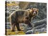 USA, Alaska, Glacier Bay National Park. Brown Bear on Beach-Jaynes Gallery-Stretched Canvas