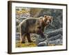 USA, Alaska, Glacier Bay National Park. Brown Bear on Beach-Jaynes Gallery-Framed Photographic Print