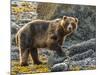 USA, Alaska, Glacier Bay National Park. Brown Bear on Beach-Jaynes Gallery-Mounted Photographic Print