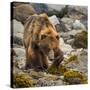 USA, Alaska, Glacier Bay National Park. Brown Bear on Beach-Jaynes Gallery-Stretched Canvas