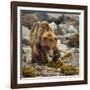 USA, Alaska, Glacier Bay National Park. Brown Bear on Beach-Jaynes Gallery-Framed Photographic Print