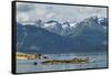 USA, Alaska, Glacier Bay National Park. Stellar's sea lions resting.-Cathy and Gordon Illg-Framed Stretched Canvas