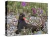 USA, Alaska, Glacier Bay NP. Black Oyster Catcher Bird and Flowers-Jaynes Gallery-Stretched Canvas