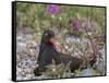 USA, Alaska, Glacier Bay NP. Black Oyster Catcher Bird and Flowers-Jaynes Gallery-Framed Stretched Canvas