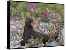 USA, Alaska, Glacier Bay NP. Black Oyster Catcher Bird and Flowers-Jaynes Gallery-Framed Stretched Canvas