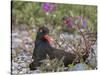 USA, Alaska, Glacier Bay NP. Black Oyster Catcher Bird and Flowers-Jaynes Gallery-Stretched Canvas