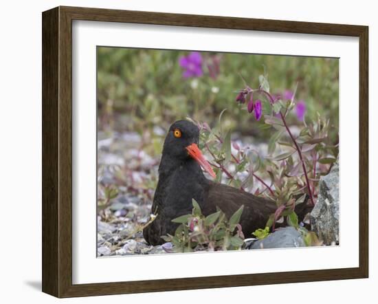 USA, Alaska, Glacier Bay NP. Black Oyster Catcher Bird and Flowers-Jaynes Gallery-Framed Premium Photographic Print